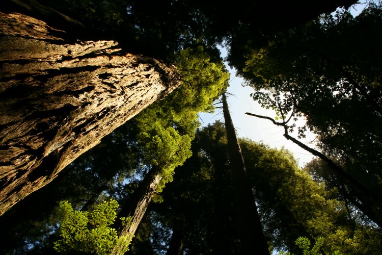 tall redwoods